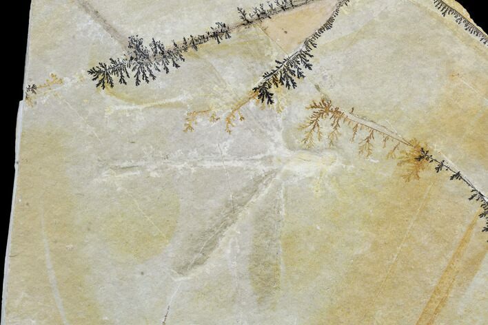 Fossil Dragonfly - Solnhofen Limestone #103617